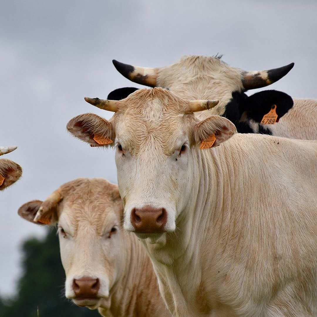 Cattle