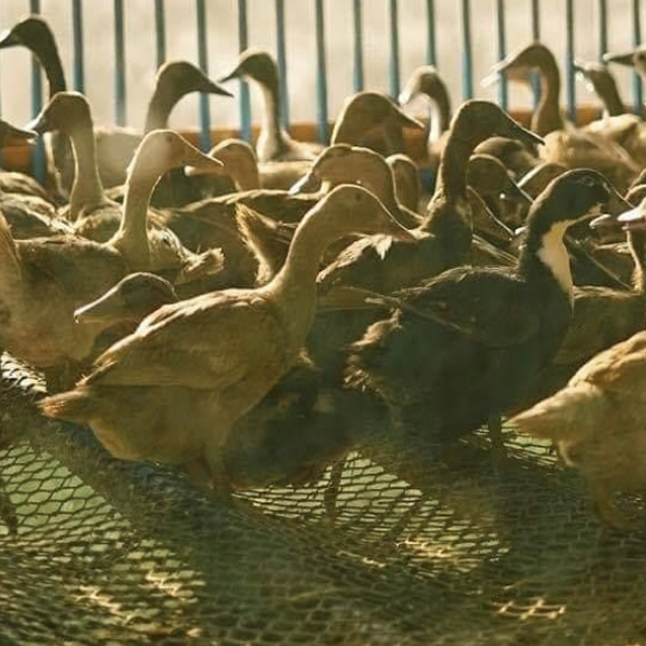 Mallard Ducks (Culls)