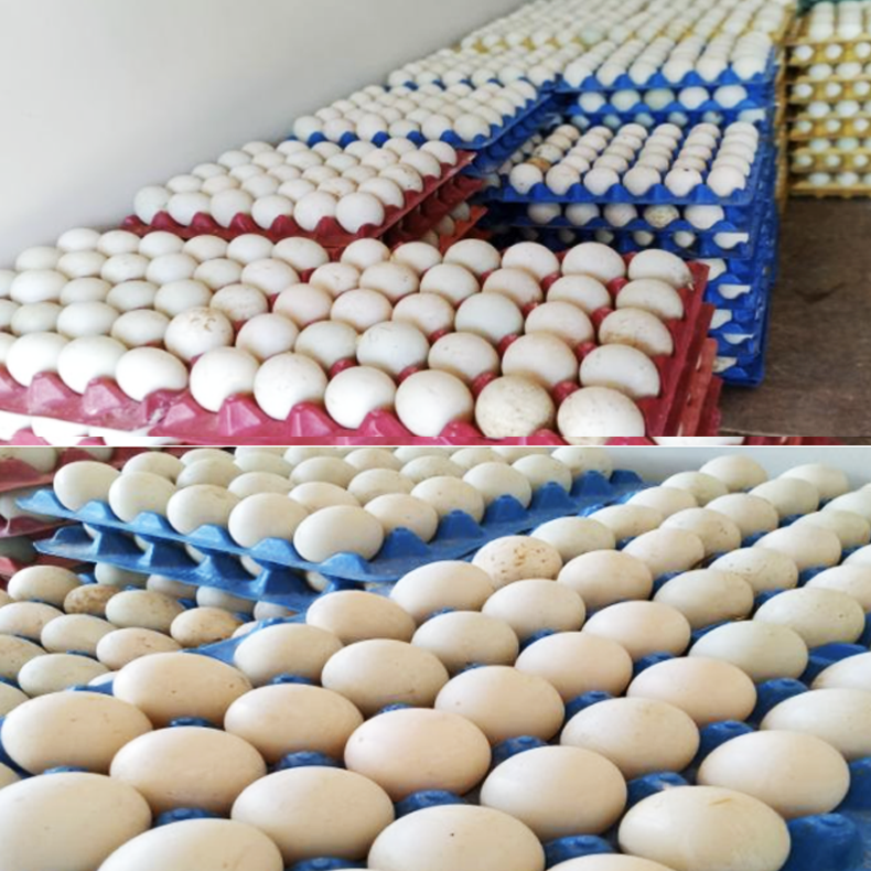 Fresh Duck Eggs