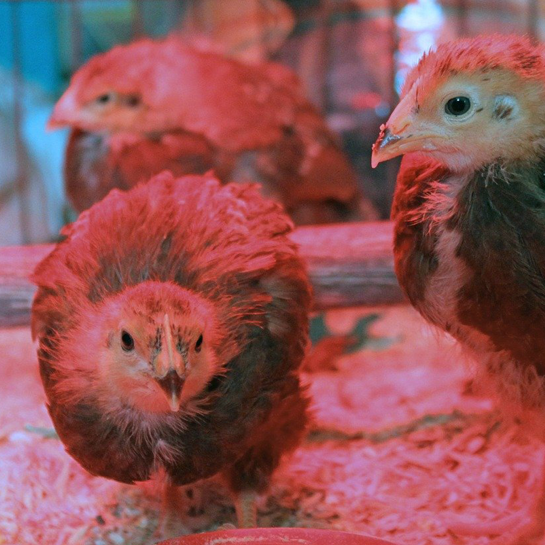 Rhode Island Red Day old chicks