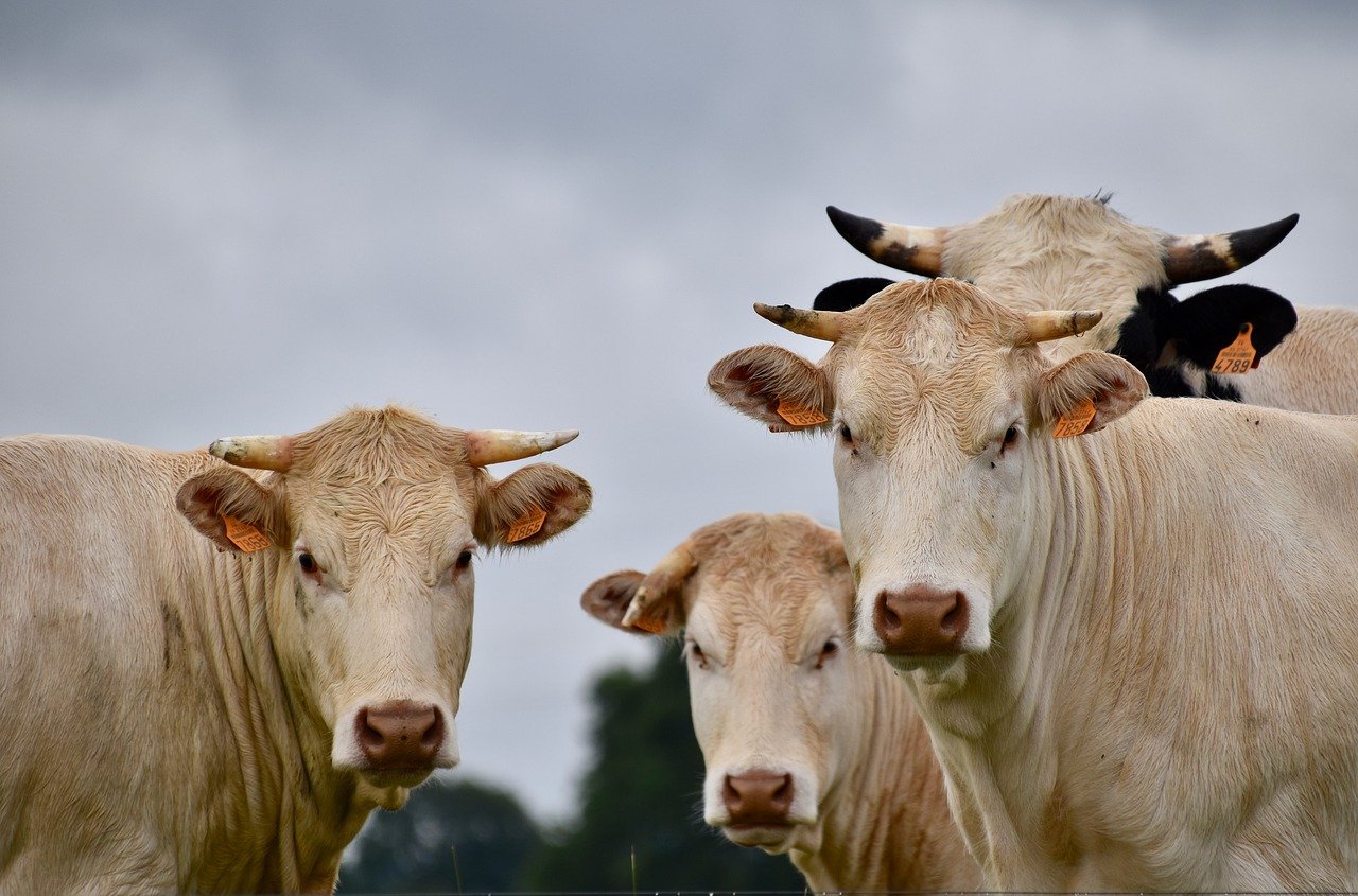 Cattle